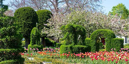 Topiary gardens and colorful tulip beds at Green Animals Topiary Garden in Newport, Rhode Island.