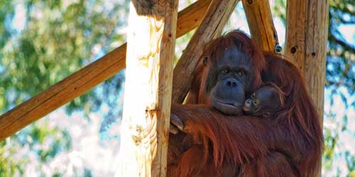 An orangutan and her baby at the Phoenix Zoo